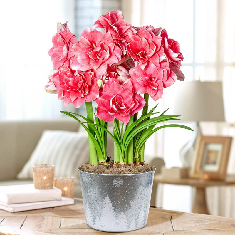 6 cây cảnh thích 'nhà cao cửa rộng' mỗi năm thay tổ một lần - Hình 7 6 cay canh thich 'nha cao cua rong' moi nam thay to mot lan-Hinh-7