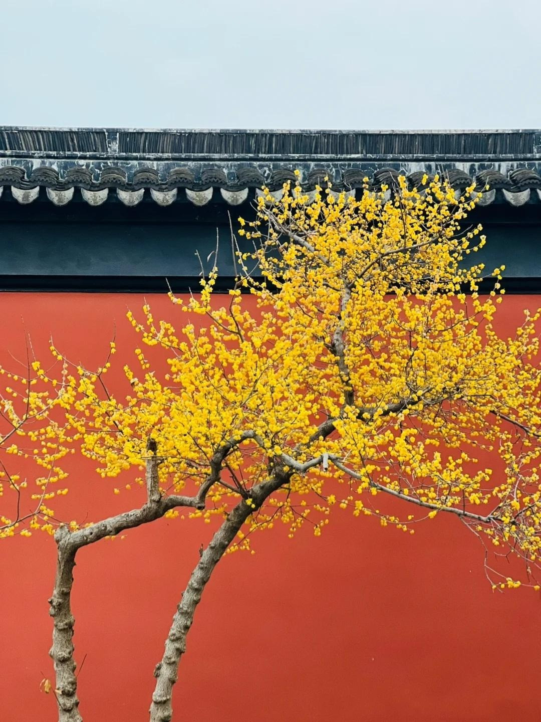 Thời kỳ ra hoa của cây cảnh này từ tháng 11 đến tháng 3 năm sau và thời kỳ đậu quả từ tháng 4 đến tháng 11. Loài hoa này càng ở nơi có khí hậu lạnh giá, băng tuyết thì cây cảnh nở hoa càng đẹp, sắc vàng vàng rực rỡ. Cây cảnh này có hình dáng cây đẹp, hoa độc đáo, màu sắc tươi sáng, hương thơm ngào ngạt, có vị ngọt nhẹ. Ảnh minh họa Toutiao 