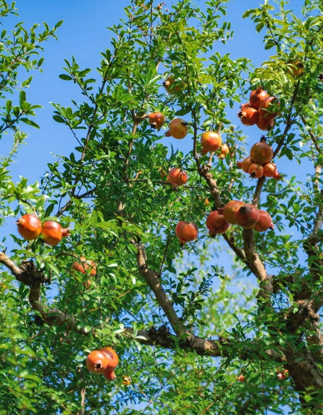 Theo người xưa, trồng cây này trước cửa có tác dụng mang lại sự giàu có và là loại cây cát tường rất tốt có tác dụng xua đuổi tà ma, thu hút tài lộc. Người xưa cho rằng, cây bạch quả là biểu tượng của sức khỏe, sự trường thọ và giàu sang. Vào mùa thu, lá chuyển từ xanh sang vàng, lá vàng rũ xuống như cây vàng. 