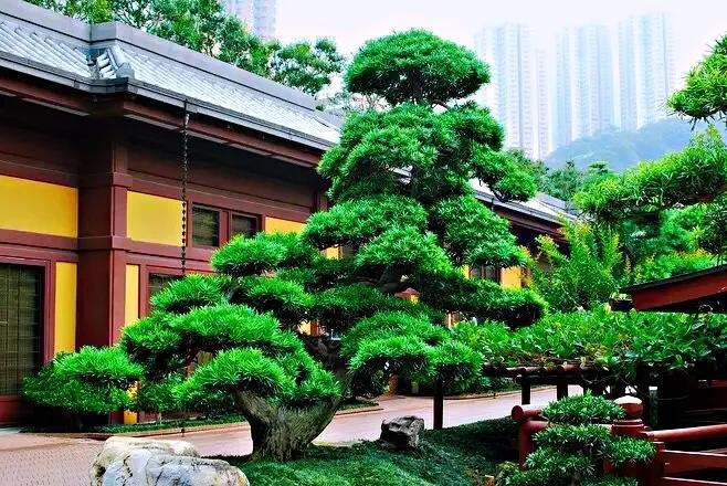 5. Người xưa dặn: Trồng tùng La Hán trong nhà, nhiều thế hệ không nghèo. Một cây cảnh tùng La Hán (Podocarpus) có thể truyền từ đời này qua đời khác, cây cành nhiều tuổi càng có giá. Từ xa xưa đến nay, cây cảnh tùng La Hán thường được các gia đình giàu có yêu thích. Dù là khu vườn nhỏ, trong sân hay trong nhà, nhiều gia đình giàu có đều thích bày cây cảnh tùng La Hán. Ảnh minh họa Toutiao