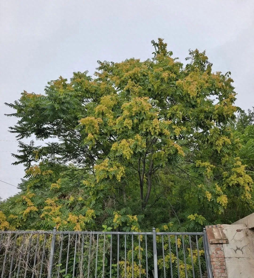 1. Người xưa dặn: Trồng cây của thiên đường bảo vệ ngôi nhà. Loài cây đẹp đẽ này có nhiều cái tên lạ như xú xuân, thanh thất núi cao, phượng nhỡn thảo... Tên khoa học của nó là Ailanthus altissima, còn tên tiếng Anh đặc biệt có ý nghĩa Tree of Heaven (cây của thiên đường), thuộc họ Thanh thất (Simaroubaceae). Ảnh minh họa Toutiao