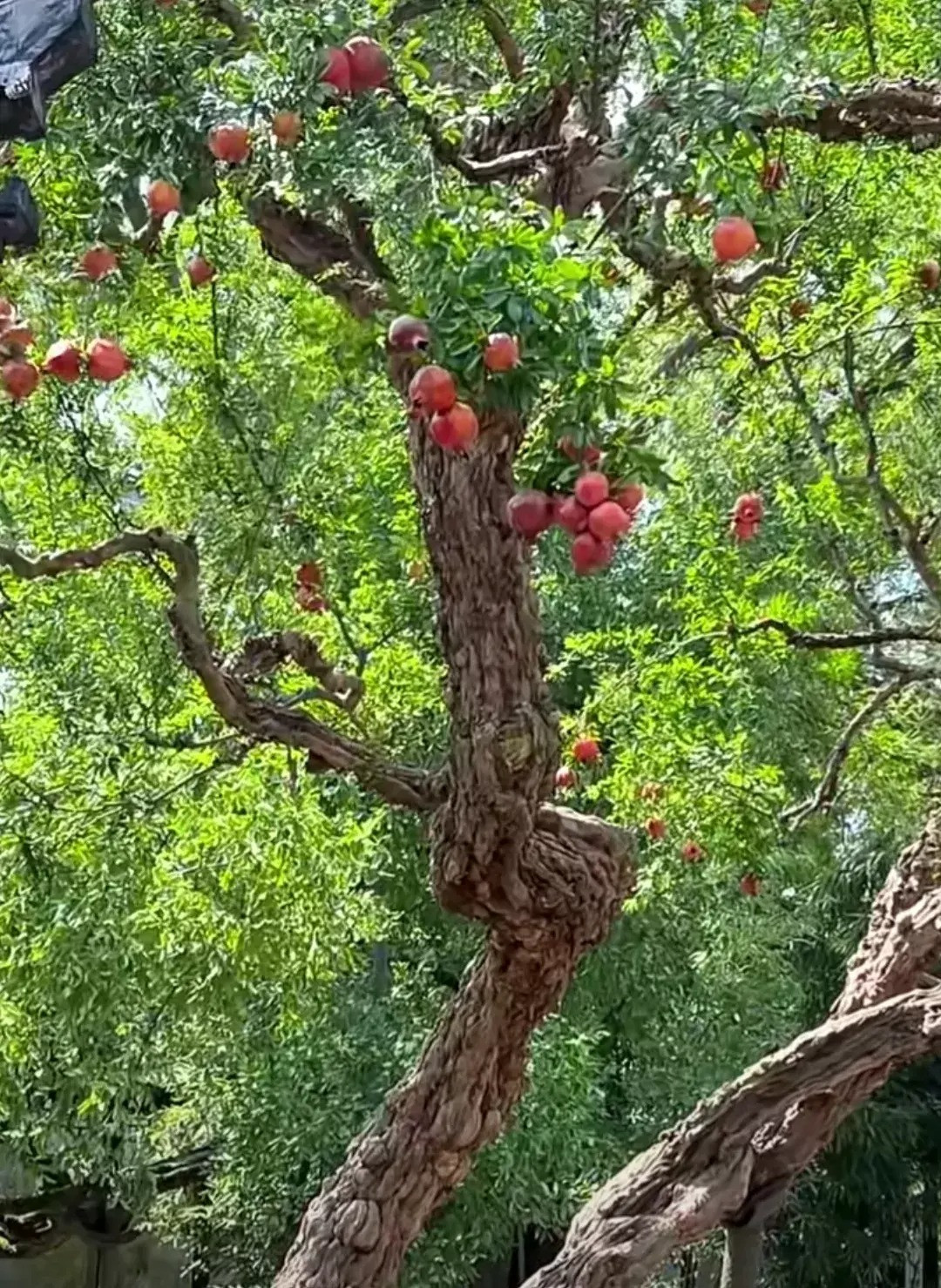  Trồng cây cảnh này, bạn có 4 mùa tươi đẹp trôi qua trước cửa. Mùa xuân lá xanh mơn mởn. Đầu hè tháng 5, hoa lựu nở rộ cho bạn vẻ đẹp xao xuyến. Hoa lựu nở rộ, từng chùm đỏ tươi, nằm giữa những tán lá xanh rậm rạp, rực rỡ bắt mắt, giống như đang đốt lửa trong vòm lá xanh.