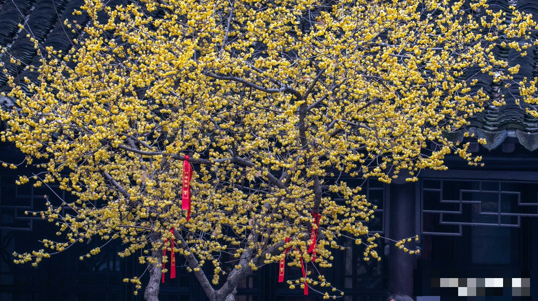  Đây là loài hoa khiến người ta phải kinh ngạc khi "đốt cháy" băng tuyết để sáng lên màu vàng rực rỡ. Nhìn xa, những cánh hoa rất nhỏ, mềm mại, màu vàng và mỏng manh như cánh của những chú ong vàng. Người xưa cho rằng, nó có ý nghĩa biểu tượng đẹp đẽ và cũng rất đẹp. Nó giống như một yêu tinh vào mùa đông và nở hoa một cách kiêu hãnh. Ảnh minh họa Toutiao 