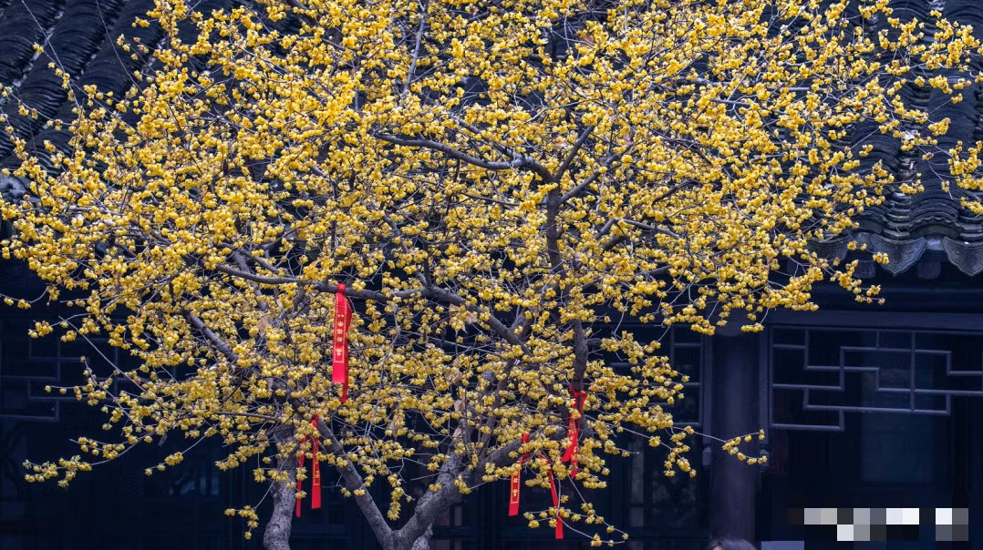  Đây là loài hoa khiến người ta phải kinh ngạc khi "đốt cháy" băng tuyết để sáng lên màu vàng rực rỡ. Nhìn xa, những cánh hoa rất nhỏ, mềm mại, màu vàng và mỏng manh như cánh của những chú ong vàng. Người xưa cho rằng, nó có ý nghĩa biểu tượng đẹp đẽ và cũng rất đẹp. Nó giống như một yêu tinh vào mùa đông và nở hoa một cách kiêu hãnh. Ảnh minh họa Toutiao 