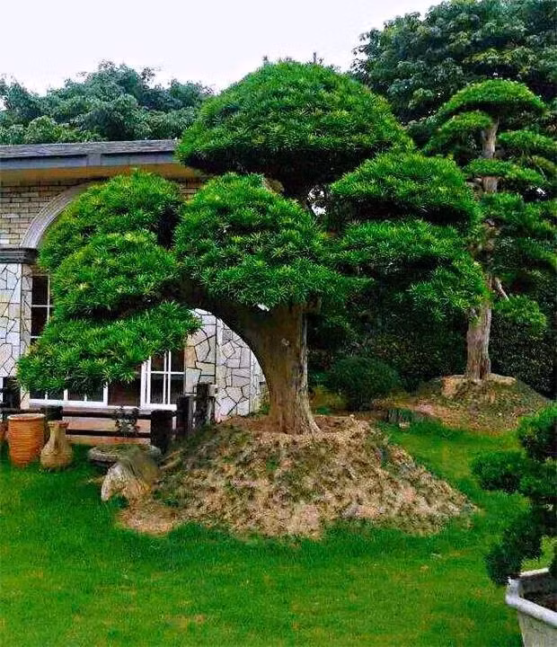 Cây tùng La Hán sinh trưởng khá chậm nhưng có tuổi thọ rất cao. Theo người xưa, cây tùng La Hán còn được mệnh danh là “cây cất giữ của cải” bởi vì khi cây cảnh này nhiều tuổi rất có giá trị về kinh tế. Đây cũng là cây cảnh "gia truyền" được cha ông để lại cho con cháu, có ý nghĩa tốt đẹp, tạo phúc cho thế hệ mai sau. Ảnh minh họa Toutiao 