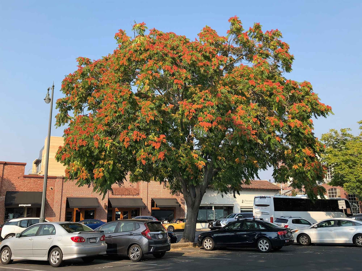 Loài cây này có tên là xú xuân hay "cây địa ngục", bởi chúng có mùi "béo ngậy", có người ngửi ra "mùi thịt chín khó ngửi" khiến nhiều người không chịu nổi. Tuy nhiên, cái tên "cây của thiên đường" lại vô cùng đẹp đẽ, khoác cho chúng tấm áo choàng của sự sống mãnh liệt. Người xưa cho rằng loài cây này là hiện thân của sự trường thọ và nhắc nhở mọi người về tầm nhìn đẹp đẽ về tuổi thọ, hạnh phúc và sức khỏe. Ảnh minh họa trees.stanford 