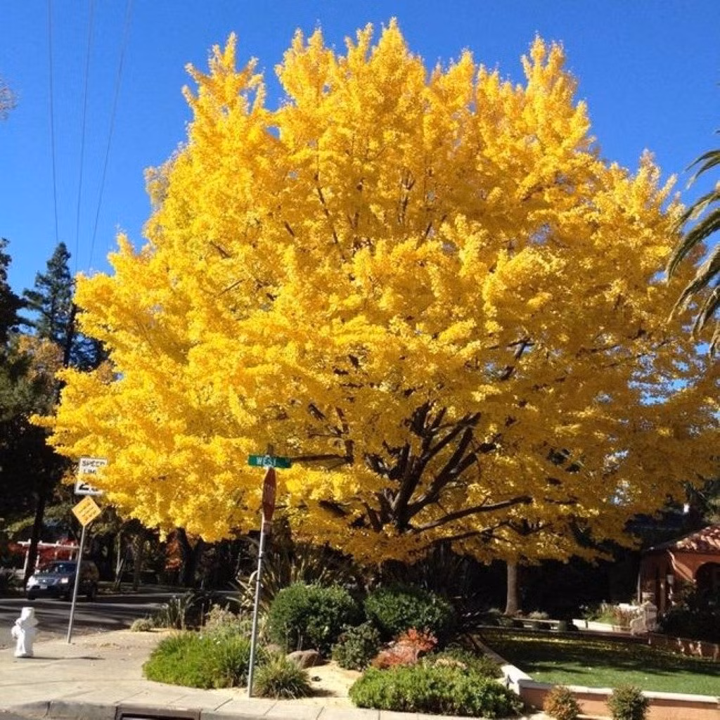  Bạch quả là loài cây cổ thụ, thường được sử dụng để phủ xanh đường đi và sân vườn. Chiều cao của cây bạch quả có thể đạt tới 40 mét. Cây bạch quả là một loại cây cổ thụ quý giá và là “hóa thạch sống của thế giới thực vật”. Nó không chỉ tồn tại lâu đời mà tuổi thọ còn lên đến hàng nghìn năm. Ảnh minh họa pixiesgardens