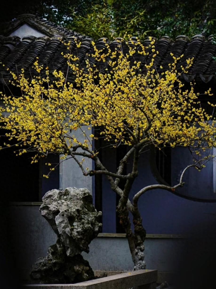 2. Người xưa dặn: Trồng mùa đông ngọt ngào, ngũ phúc vào nhà. Mận vàng mùa đông hay còn gọi là mùa đông ngọt ngào (tên tiếng Anh là Wintersweet, tên khoa học là Chimonanthus praecox) là loài hoa đại diện cho mùa đông. Ảnh minh họa Toutiao