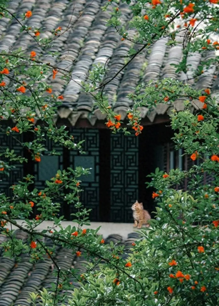 4. Người xưa dặn: Trồng lựu trong nhà, con cháu sung túc. Cây lựu hay còn gọi là thạch lựu, an thạch lựu có tên tiếng Anh là Pomegranate, tên khoa học là Punica granatum, thuộc họ lựu (Punicaceae). Ảnh minh họa Toutiao