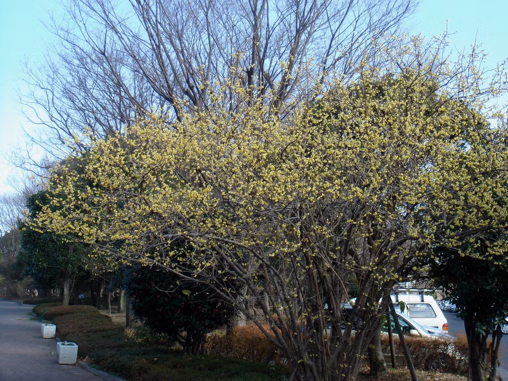 Nở hoa giữa băng tuyết, mùa đông ngọt ngào tượng trưng cho niềm hy vọng. Cây cảnh này nhắc nhở mọi người rằng ngay cả trong những thời khắc đen tối nhất, chúng ta vẫn phải duy trì hy vọng và niềm tin vào sức mạnh của cuộc sống. Ảnh minh họa theplantattraction