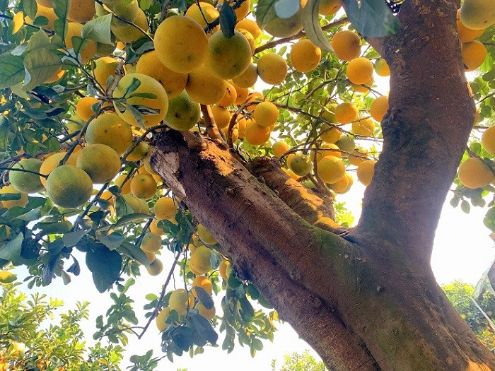  Nếu trưng cây bưởi trong nhà vào dịp Tết Nguyên đán sẽ giúp gia đình hòa thuận, có được nhiều niềm vui, cũng như hạnh phúc.