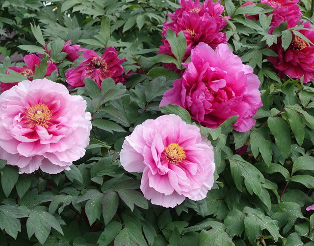 Vì mang ý nghĩa là phồn vinh thịnh vượng nên người xưa khuyên nên trồng mẫu đơn trong sân để gia đình được cát tường, may mắn, giàu sang.