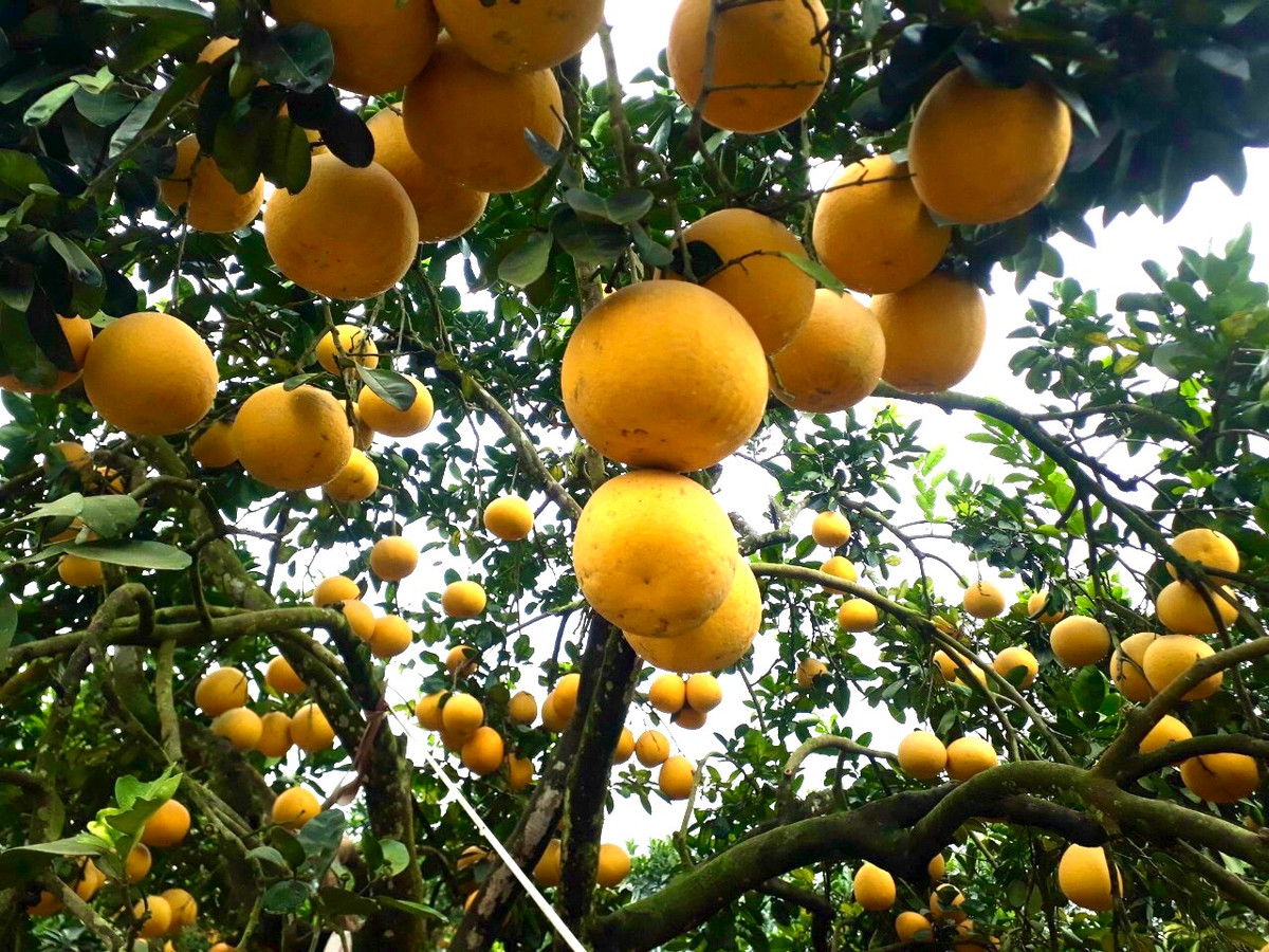 Cây bưởi có ý nghĩa biểu tượng sung túc, mang ý nghĩa “ nhà khỏe mạnh, may mắn, phú quý ”. Bởi vì quả bưởi to và chuyển sang màu vàng khi chín nên trông có vẻ lễ hội và thu hút sự giàu có nên tượng trưng cho mùa màng và sự giàu có. 