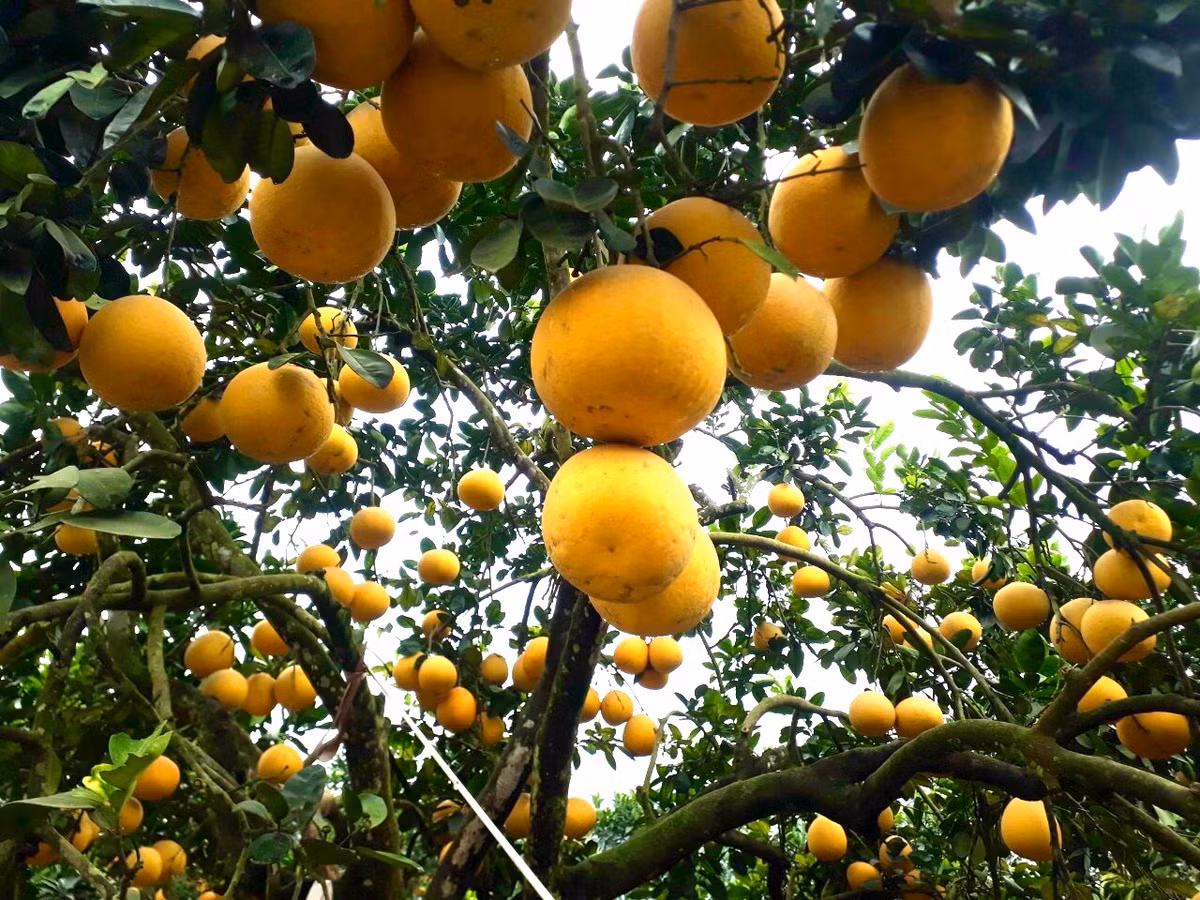 Cây bưởi có ý nghĩa biểu tượng sung túc, mang ý nghĩa “ nhà khỏe mạnh, may mắn, phú quý ”. Bởi vì quả bưởi to và chuyển sang màu vàng khi chín nên trông có vẻ lễ hội và thu hút sự giàu có nên tượng trưng cho mùa màng và sự giàu có. 