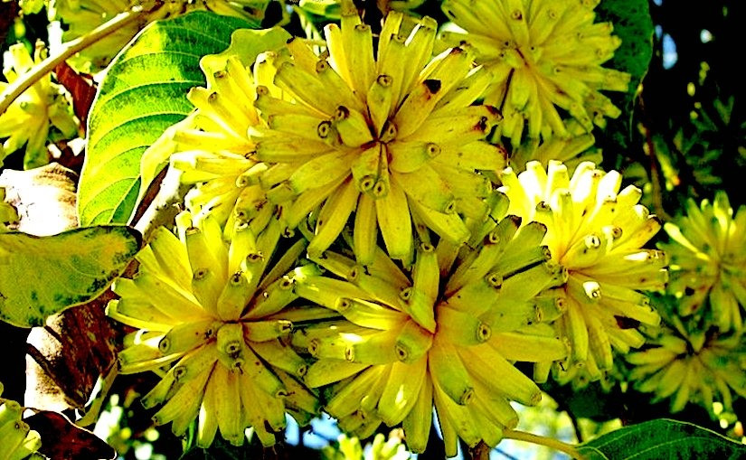  1. Người xưa dặn: Trồng hỉ thụ trong nhà, hạnh phúc bền lâu: Đúng như tên gọi, hỉ thụ (Camptotheca acuminata) là loại cây có thể mang lại niềm vui và điềm lành cho ngôi nhà. Tên tiếng Anh của nó cũng có tên là "cây hạnh phúc" - Happy tree. Ảnh minh họa plantstomata.wordpress 