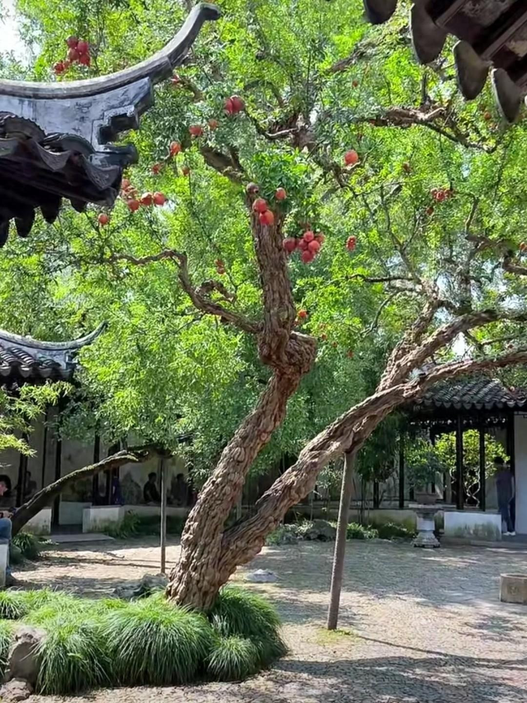  4. Người xưa dặn: Trồng "quả nhiều phúc" trong nhà, gia đình đôg con, nhiều phúc. "Quả nhiều phúc" ở đây chính là cây lựu. Cây lựu (Pomegranate).mang ý nghĩa cầu chúc cho tương lai tươi sáng, đông con, nhiều phúc, gia đình an khang, thịnh vượng, sum họp, vui vầy. Ảnh minh họa Toutiao 