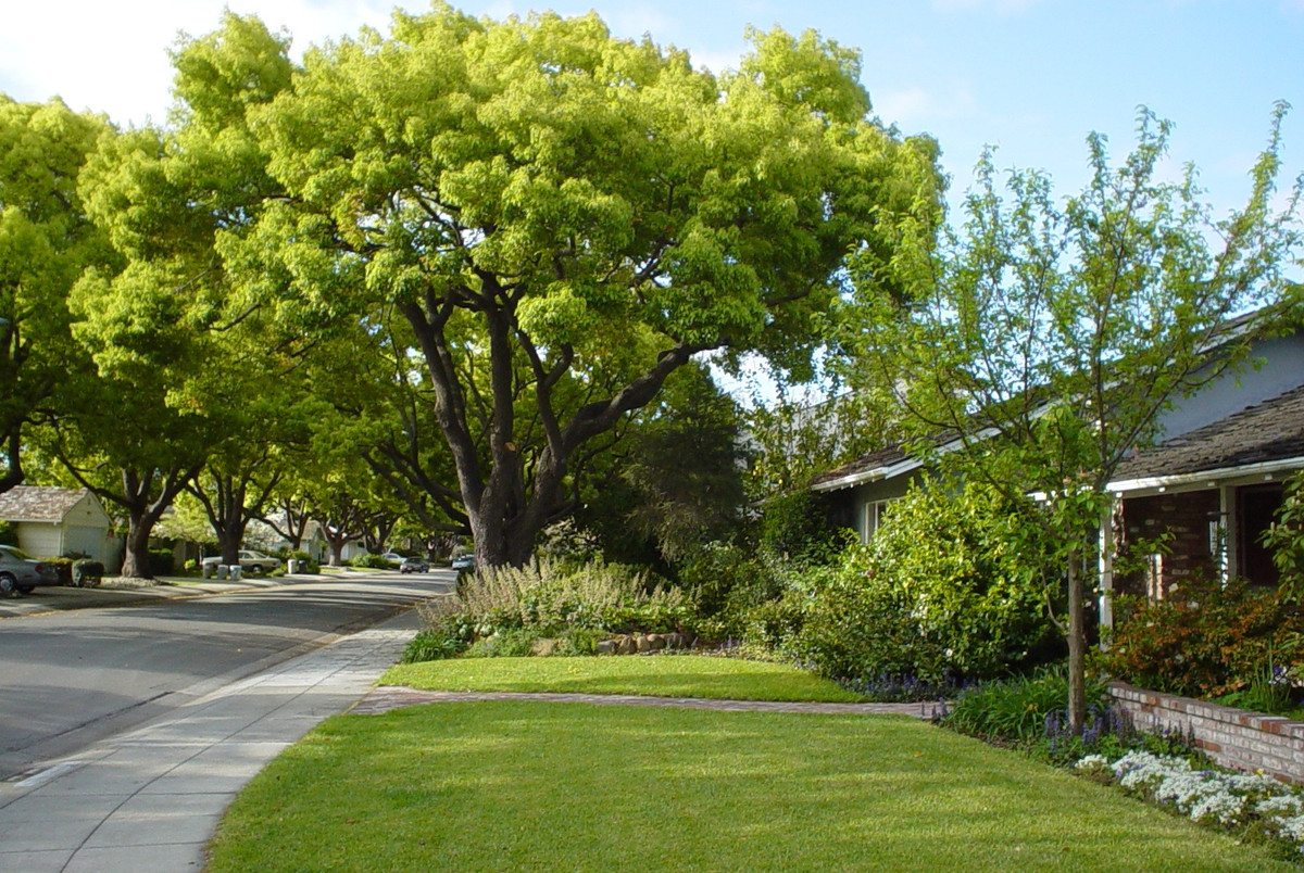  2. Người xưa dặn: Trồng long não trong nhà, may mắn và tài lộc đến. Cây long não (Cinnamomum camphora) là loài cây thường xanh cận nhiệt đới. Cây long não tỏa ra mùi thơm nồng nàn và có tuổi thọ cao. Ảnh minh họa plantmaster 