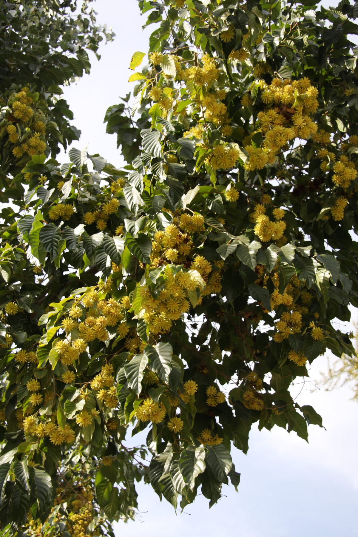  Cây hỉ thụ có cành và lá um tùm, diện tích xanh rộng lớn. Nó không bị rụng lá ngay cả trong mùa đông, mang lại bầu không khí tràn ngập oxy và sắc xanh chữa lành cho gia đình. Ảnh minh họa panglobalplants