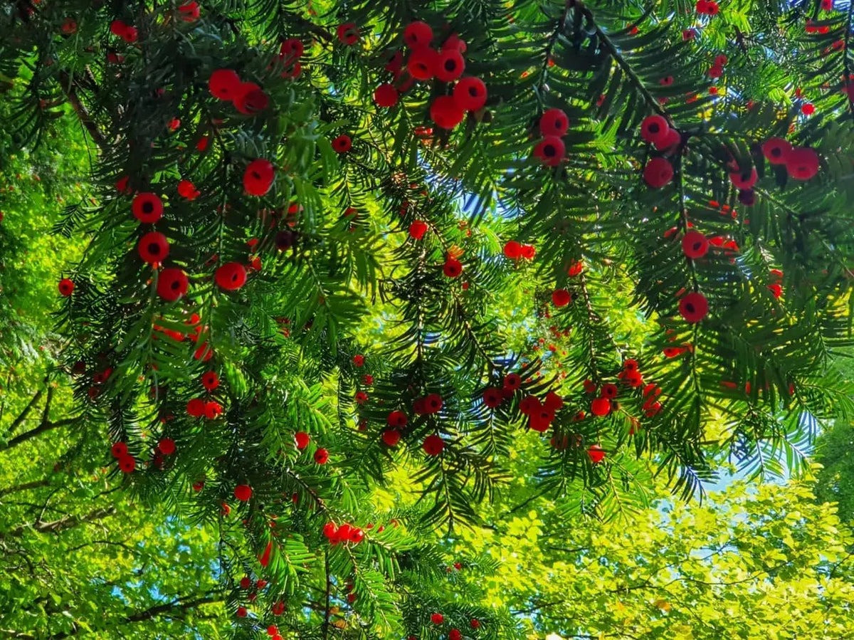  5. Người xưa dặn: Trồng thông đỏ trong nhà, thăng tiến và giàu có. Yew Tree (Taxus baccata) có lịch sử hàng nghìn năm. Tuổi thọ của cây cảnh thông đỏ (tên tiếng Anh là Yew) có thể lên tới hơn 5.000 năm. Đây là cây cảnh trường sinh thực sự, mang ý nghĩa về sức khỏe và trường thọ. Nhiều người cao tuổi thích chăm sóc cây cảnh này tại nhà. Ảnh minh họa eiben-art