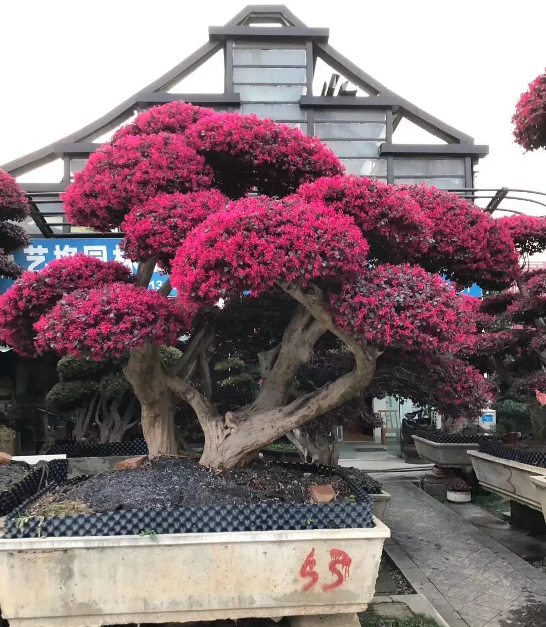  Đây thật sự là mỹ nữ, xinh đẹp như tranh vẽ, hoa nở muôn hồng nghìn tía, tươi đẹp như tranh vẽ khiến mọi người động lòng. Những chiếc lá chuyển màu từ xanh ngọc bích đến đỏ tía, sáng bóng cũng là một khung cảnh tươi đẹp dù chúng chưa nở hoa. Ảnh minh họa Toutiao 