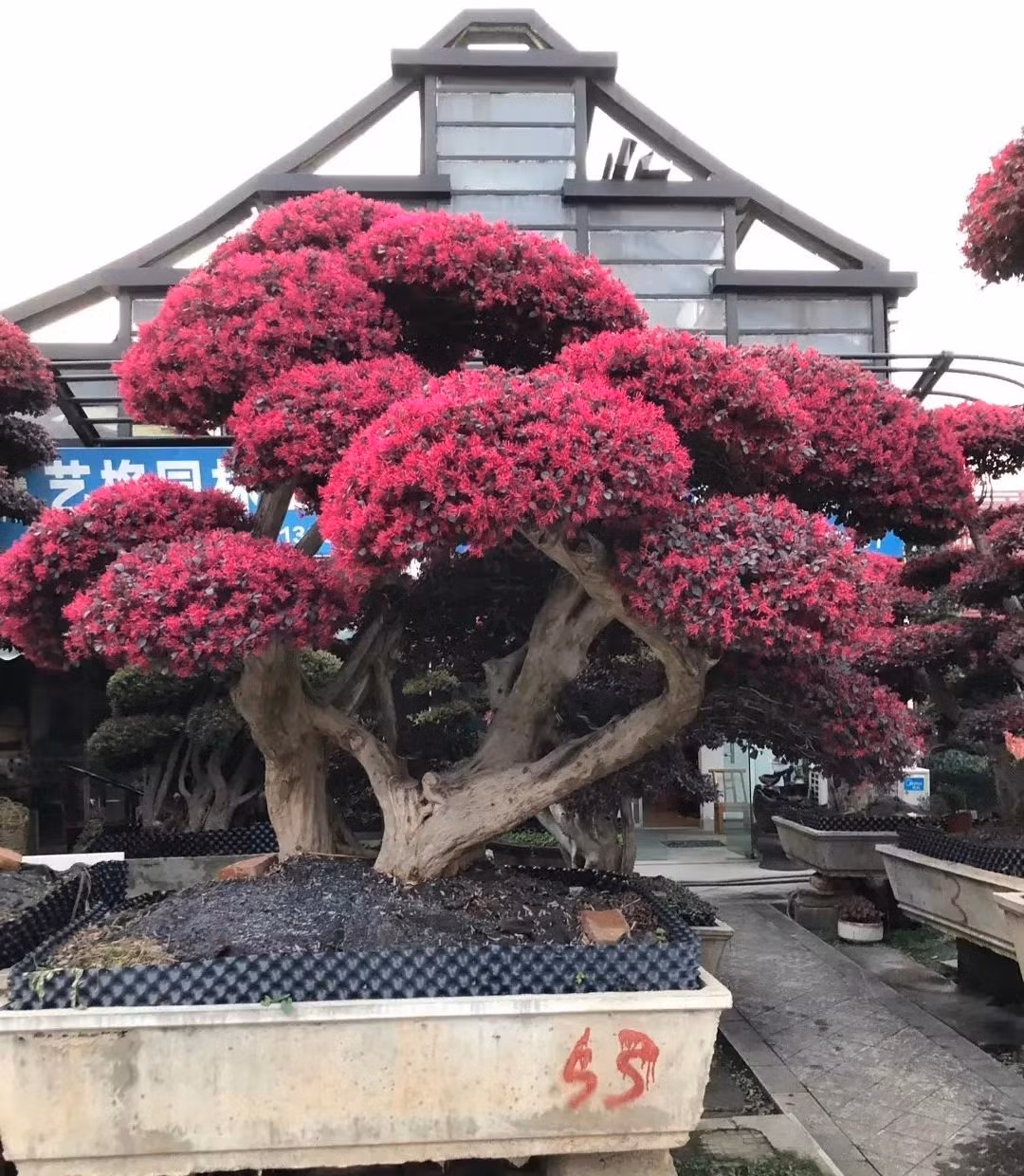  Đây thật sự là mỹ nữ, xinh đẹp như tranh vẽ, hoa nở muôn hồng nghìn tía, tươi đẹp như tranh vẽ khiến mọi người động lòng. Những chiếc lá chuyển màu từ xanh ngọc bích đến đỏ tía, sáng bóng cũng là một khung cảnh tươi đẹp dù chúng chưa nở hoa. Ảnh minh họa Toutiao 