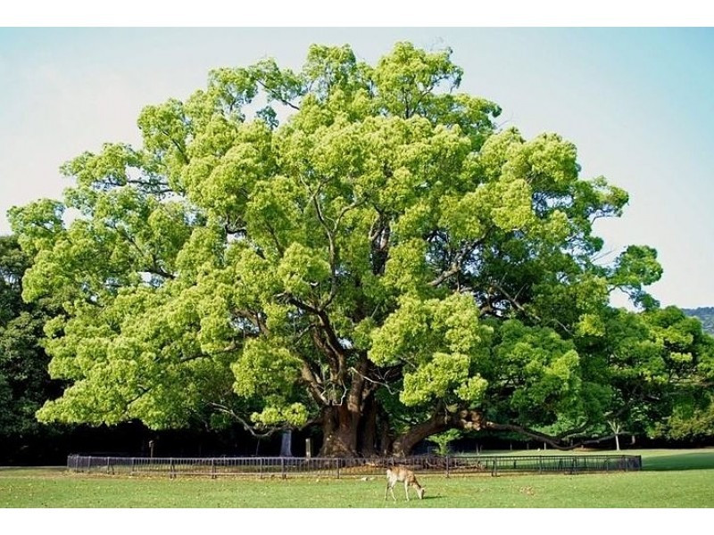 Khi còn là cây con nhỏ, long não có giá trị không lớn nhưng khi phát triển đến độ nào đó, cây này có nhiều lợi ích kinh điển và có thể tăng giá trị. Bởi vì nó chứa đầy kho báu nên hydrosol và tinh dầu có thể được chiết xuất từ cành và lá của nó. 