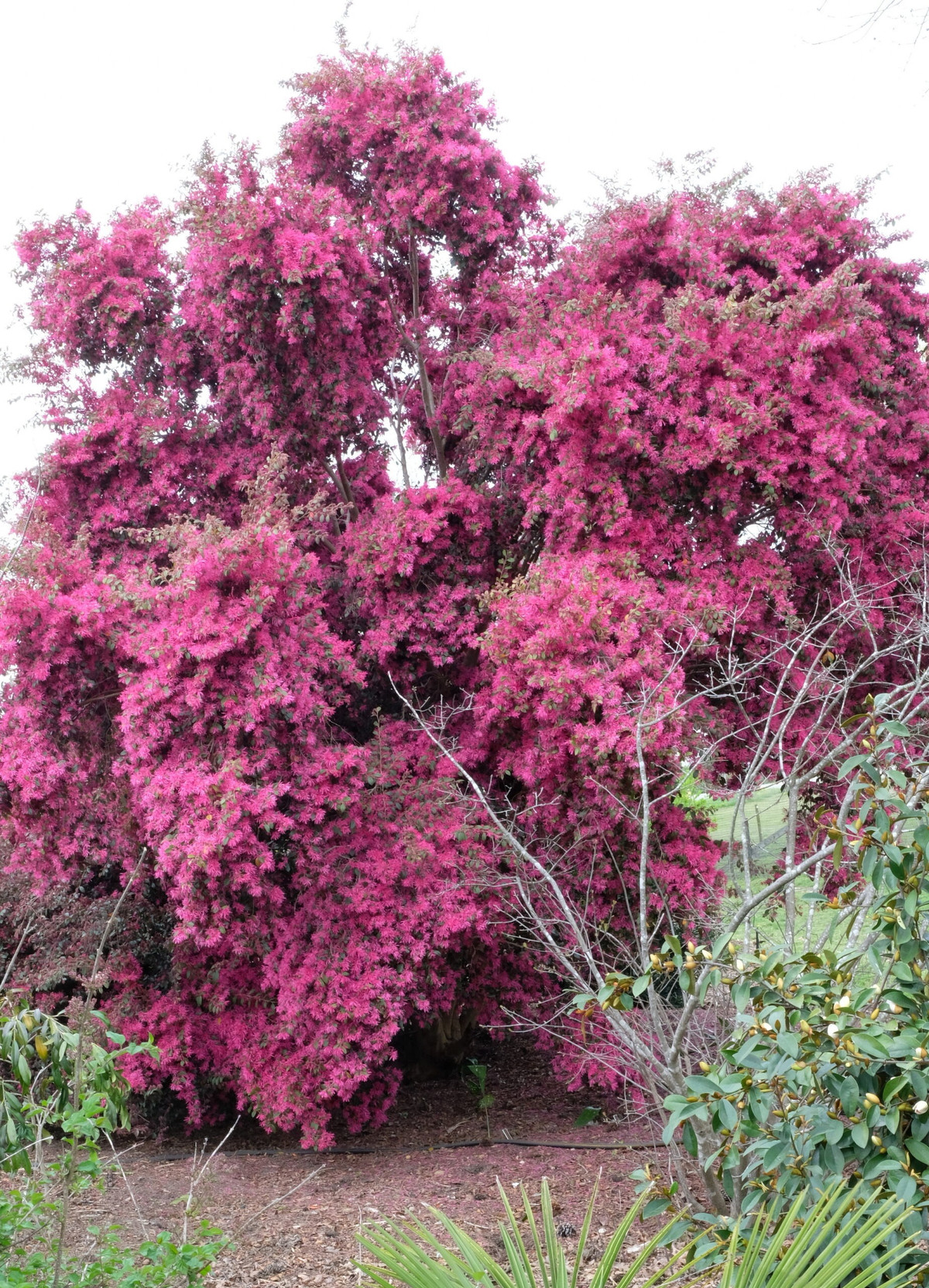 Cây cảnh này đại diện cho sự quyền uy và sức khỏe. Ngay từ cái tên đã thể hiện sự quyền uy và may mắn, được gia đình giàu có ưa thích trồng ở sân vườn. Người xưa cho rằng nếu học dưới gốc hồng phụng, bạn chắc chắn sẽ thi đỗ và có tương lai tươi sáng. Ảnh minh họa juniperlevelbotanicgarden