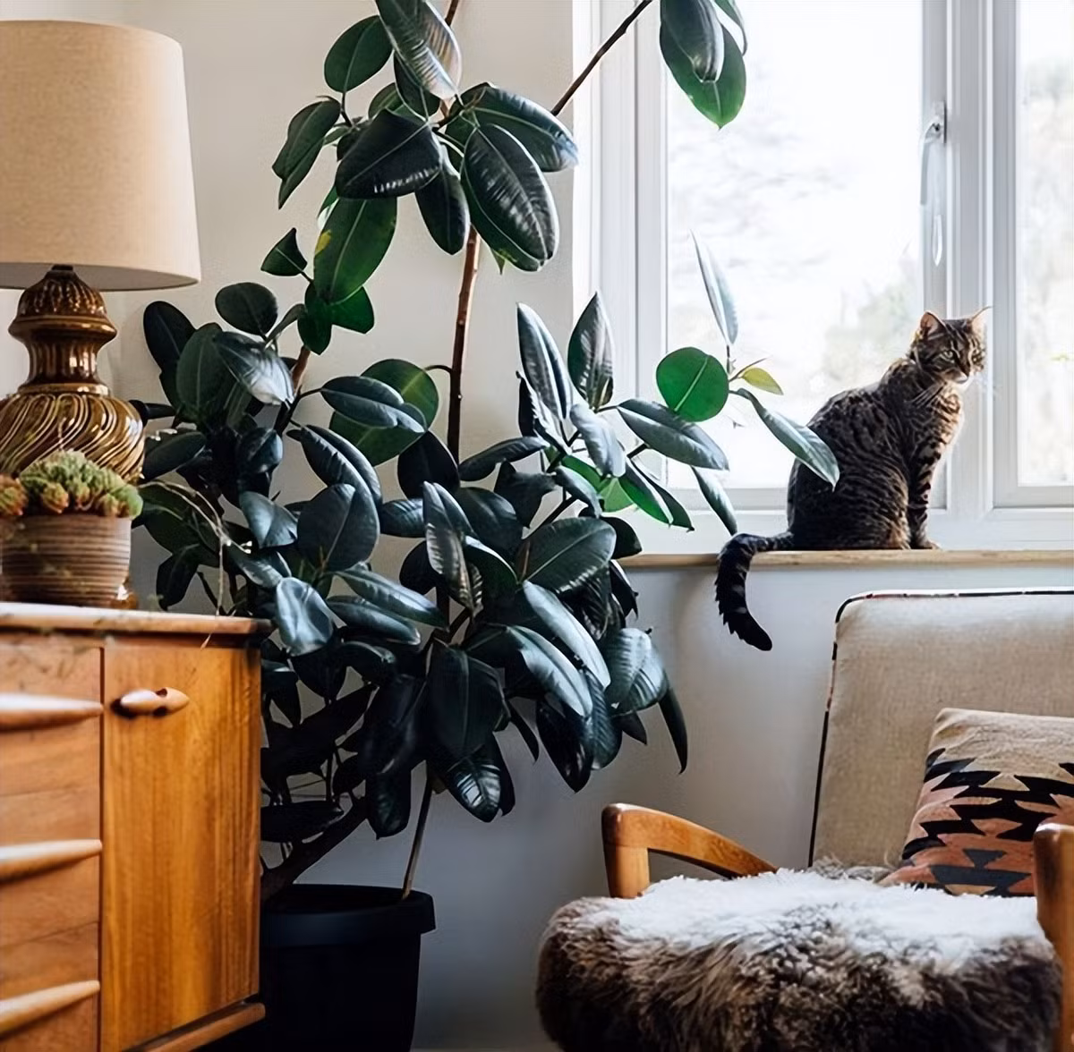 1. Người xưa dặn: Trồng đa búp đỏ - thu hút tài lộc, làm ăn phát đạt. Lá của cây đa búp đỏ dày và đầy đặn, có màu xanh đậm, trên bề mặt có lớp vân như da. Khi cây cảnh này lớn lên, một lá sẽ mọc ở bên trái và một lá ở bên phải nên có ý nghĩa là có cả hai mặt. Ảnh minh họa Toutiao 