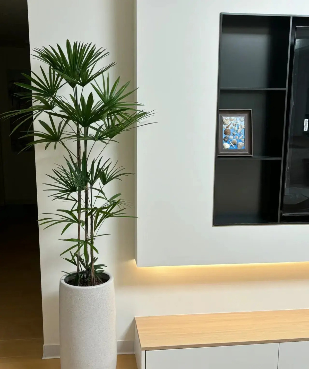  4. Người xưa dặn: Trồng cọ tre - May mắn, cát tường. Cọ tre (tên tiếng Anh là Bamboo palm) là cây cảnh tràn đầy sắc màu nhiệt đới. Cây cảnh này có tên khoa học là Chamaedorea seifrizii, hoàn toàn không phải là tre mà là một loại cọ trong họ Araceae. Cây cảnh này có những chiếc lá xanh tươi, duyên dáng, trồng trong nhà rất ấn tượng. Ảnh minh họa Toutiao 