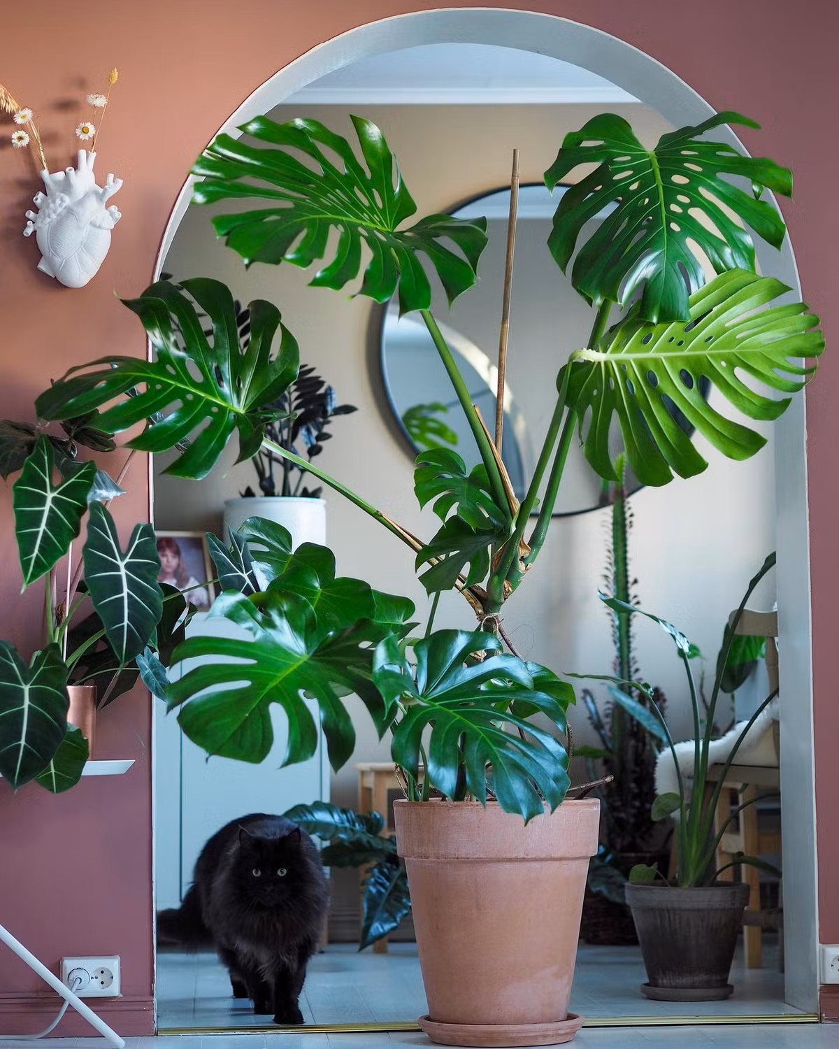  Các cây cảnh này đều là lựa chọn tuyệt với cho ngôi nhà hoặc khu vườn của bạn. Chúng là điểm nhấn gây choáng ngợp, cho dù bạn đặt chúng ở vị trí nào. Ảnh minh họa Toutiao