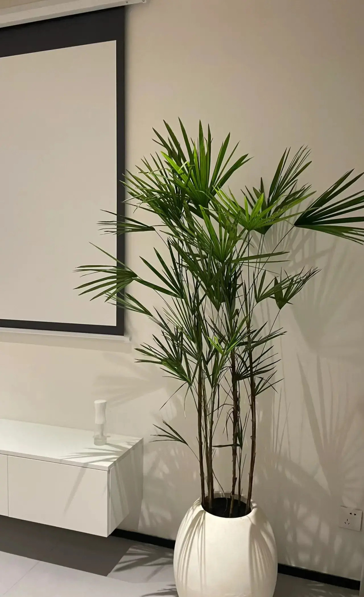  Cây cảnh này có cành cao và thẳng, dáng đi rất duyên dáng, mang ý nghĩa may mắn, cát tường. Theo người xưa, lá cây cọ cảnh to, xanh mượt và tán xòe rộng hình tròn mang ý nghĩa thể hiện sự tròn trịa, đủ đầy. Ảnh minh họa Toutiao