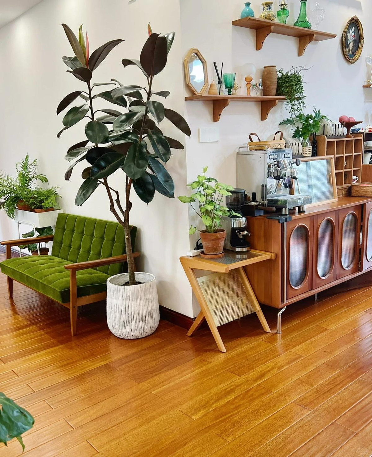  Ngoài ra, đầu lá đa búp đỏ có màu đỏ tươi giống như những ngọn nến đỏ, trông rất cát tường, mang tính lễ hội và mang lại sự giàu có nên có ý nghĩa thu hút sự giàu có. Ảnh minh họa Toutiao 