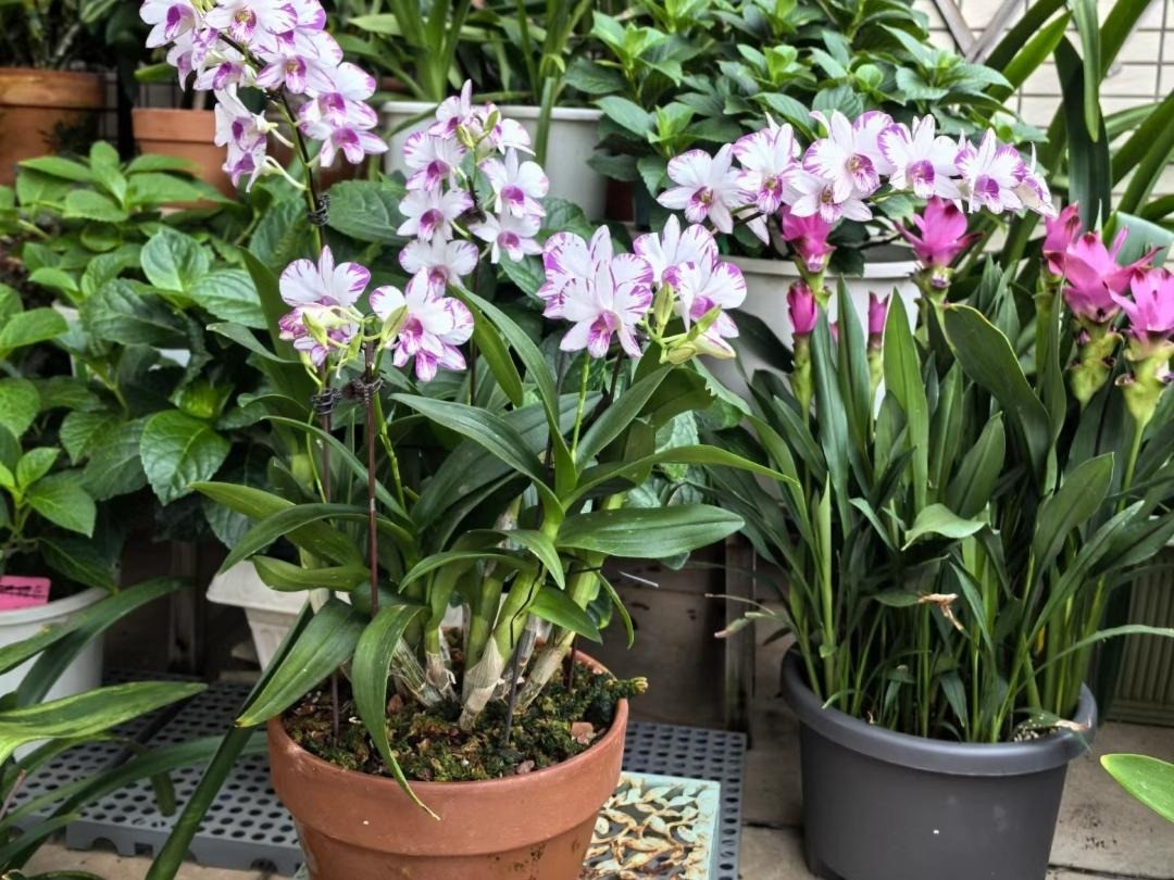 Bạn có thể bắt gặp ở đâu đó những cái cây lớn hoa mọc "um tùm" từ dưới thân lên ngọn cây, hoa nở to và rất đẹp. Không chỉ vậy, mùi hương thơm ngọt của hoa lan hoàng thảo cũng khiến mọi người ngây ngất.