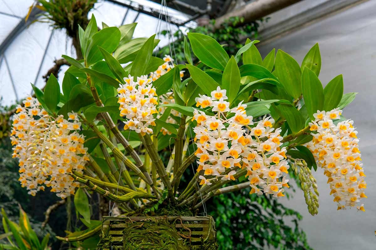 Tên khoa học của lan hoàng thảo là Dendrobium là dòng lan lớn thứ hai trong họ nhà lan (Orchidaceae). Cây lan hoàng thảo có nguồn gốc từ một số nước như Trung Quốc, Ấn Độ và các vùng ôn đới, nhiệt đới của Châu Á, với khoảng 1.500 loài, rất đa dạng.