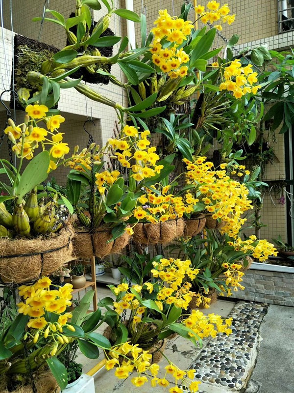 Nhiều loài lan hoàng thảo hoang dã mọc cheo leo, thậm chí trên một số vách đá, rất khó thu hái, có thể ví chúng "tiên thảo" thứ thiệt, khó tìm.