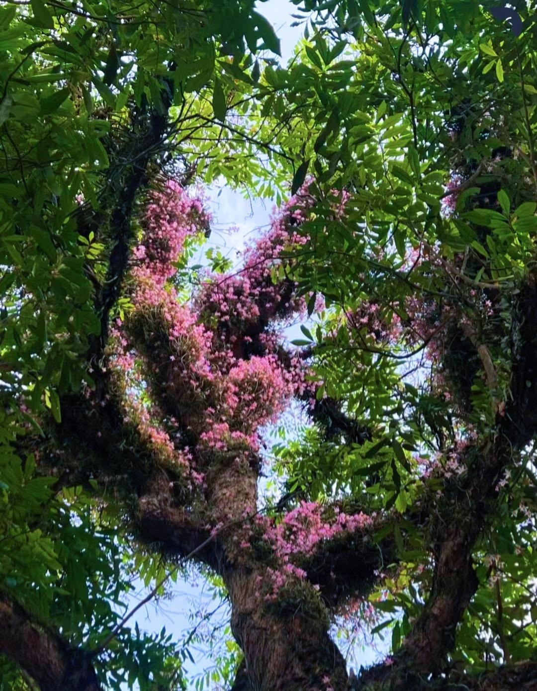 Rễ cây cảnh này thuộc hệ rễ dạng sợi, rễ trên không, bám vào bề mặt đá và thân cây, không có rễ có lông. Đường kính của rễ lan hoàng thảo dày có thể đạt tới 0,2 cm, và đường kính của rễ mỏng khoảng 0,06 cm. Chiều dài của rễ một năm tuổi có thể đạt tới hơn 40 cm. Ảnh minh họa Toutiao