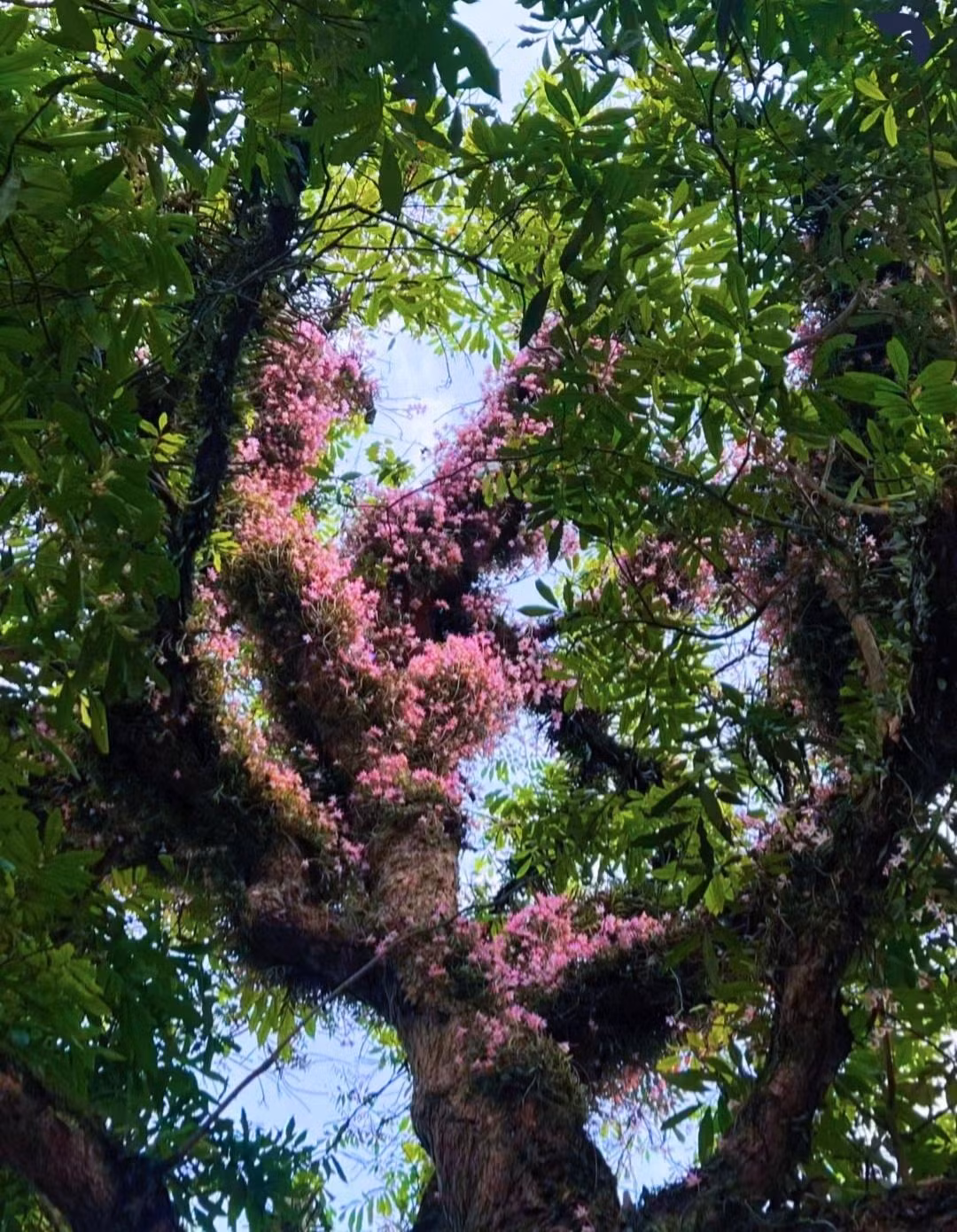 Rễ cây cảnh này thuộc hệ rễ dạng sợi, rễ trên không, bám vào bề mặt đá và thân cây, không có rễ có lông. Đường kính của rễ lan hoàng thảo dày có thể đạt tới 0,2 cm, và đường kính của rễ mỏng khoảng 0,06 cm. Chiều dài của rễ một năm tuổi có thể đạt tới hơn 40 cm. Ảnh minh họa Toutiao