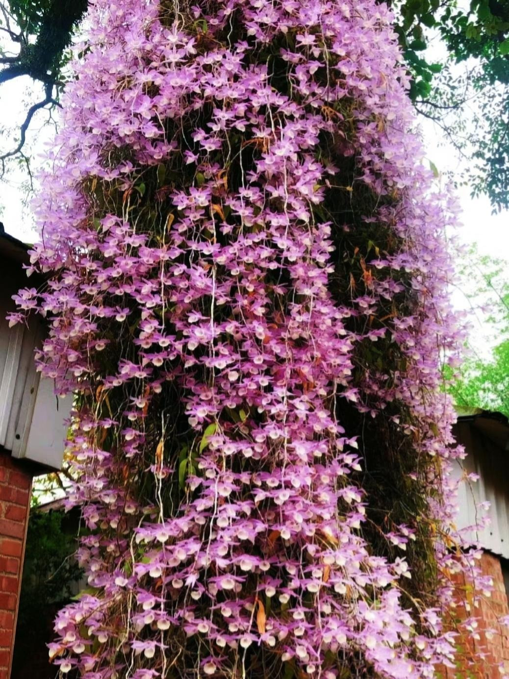  Theo đó, lan hoàng thảo có tác dụng điều hoa miễn dịch, bảo vệ phổi; và các axit amin có trong nó có thể cải thiện tốt hơn khả năng chống oxy hóa, loại bỏ các gốc tự do oxy và thúc đẩy cơ thể hoạt động tốt hơn. 