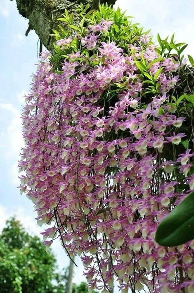 Cây cảnh này này có giá trị dinh dưỡng cao, rất bổ dưỡng cho cơ thể, có thể dưỡng da, dưỡng ẩm toàn thân. Nhất là đối với dạ dày không tốt người, ăn lan hoàng thảo có tác dụng rất tốt.