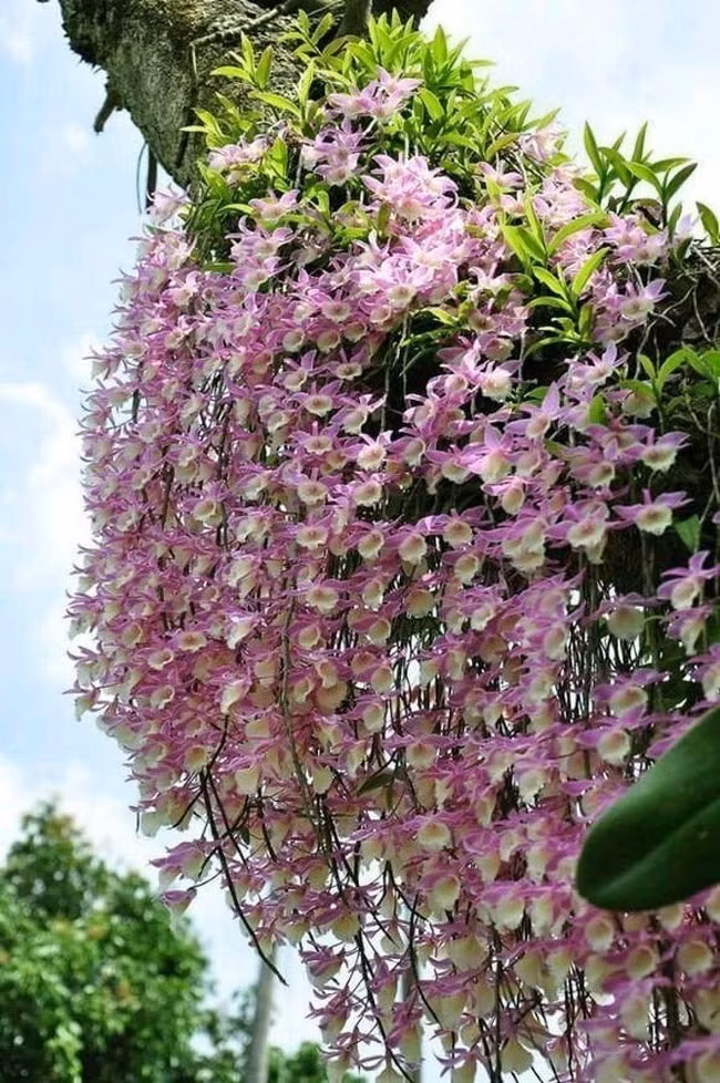 Cây cảnh này này có giá trị dinh dưỡng cao, rất bổ dưỡng cho cơ thể, có thể dưỡng da, dưỡng ẩm toàn thân. Nhất là đối với dạ dày không tốt người, ăn lan hoàng thảo có tác dụng rất tốt.