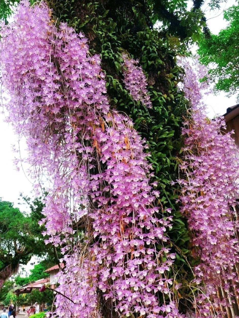 Hoa của Dendrobium lớn hơn các loài hoa lan khác, màu sắc đa dạng từ trắng, vàng, tím, trắng, hồng, đỏ hoặc trắng pha oải hương... Có khi toàn bộ hoa có 1 màu nhưng có khi lại pha trộn nhiều màu khác nhau, nhìn rất đẹp và lộng lẫy, sang trọng. Ảnh minh họa Toutiao