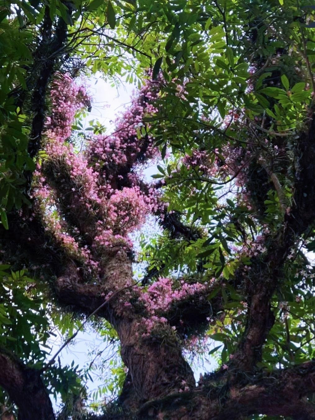Loài hoa đẹp mê mẩn, say lòng người này còn được mệnh danh là "cỏ tiên ngàn năm". Cây cảnh lan hoàng thảo hay còn được gọi là thiết bì thạch hộc hay là kim thoa thạch hộc, hắc tiết thảo, hoàng thảo hay ngắn gọn là thạch hộc. Ảnh minh họa Toutiao