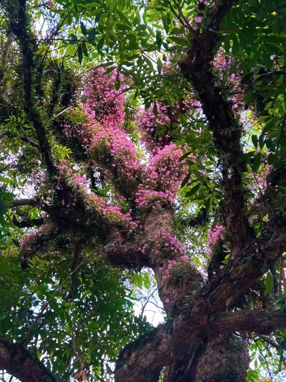  Cây cảnh này là nằm trong top dược thảo "bất tử" trong y học cổ truyền: Lan hoàng thảo. Nhiều người bị nó mê hoặc và thường tin rằng nơi nào nó mọc lên phải đẹp như xứ sở thần tiên.