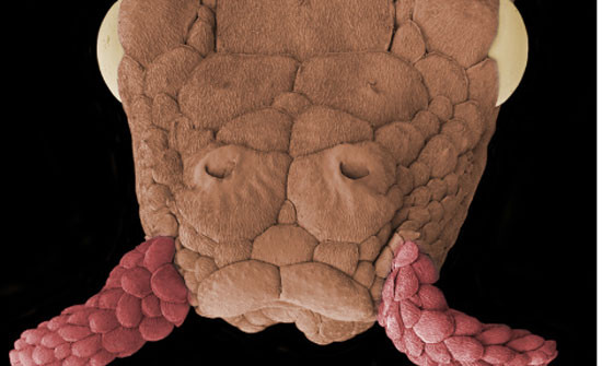 Rắn râu có thể lưu lại dưới nước lên đến 30 phút mà không cần ngoi lên lấy không khí. Chúng di chuyển trên cạn khá vụng về. Vào mùa khô, vào buổi tối, chúng thường đào hang trong bùn để ẩn náu. Rắn con được sinh ra thông qua sự phát triển noãn thai trong nước. (Ảnh: BiOLib)