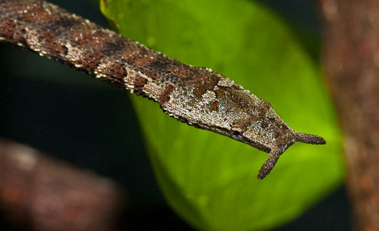 Thông tin từ Sinh vật rừng Việt Nam cho biết đầu của loài rắn này có hình dạng đặc trưng, vảy trên thân phình ra đáng kể và phần bụng của chúng rất nhỏ. Bộ màu sắc cùng họa tiết trên cơ thể thay đổi linh hoạt, thường gặp là những đốm màu nâu trên thân. (Ảnh: BiOLib)