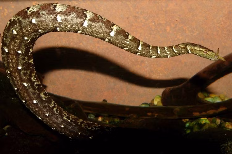 Do hình thù lạ mắt, rắn râu đã được đưa đến nhiều quốc gia trên thế giới để làm sinh vật cảnh. Gần đây, việc săn bắt và buôn bán không kiểm soát đã làm cho loài rắn râu phải đối mặt với nguy cơ giảm sút nghiêm trọng về số lượng cá thể. (Ảnh: BiOLib)