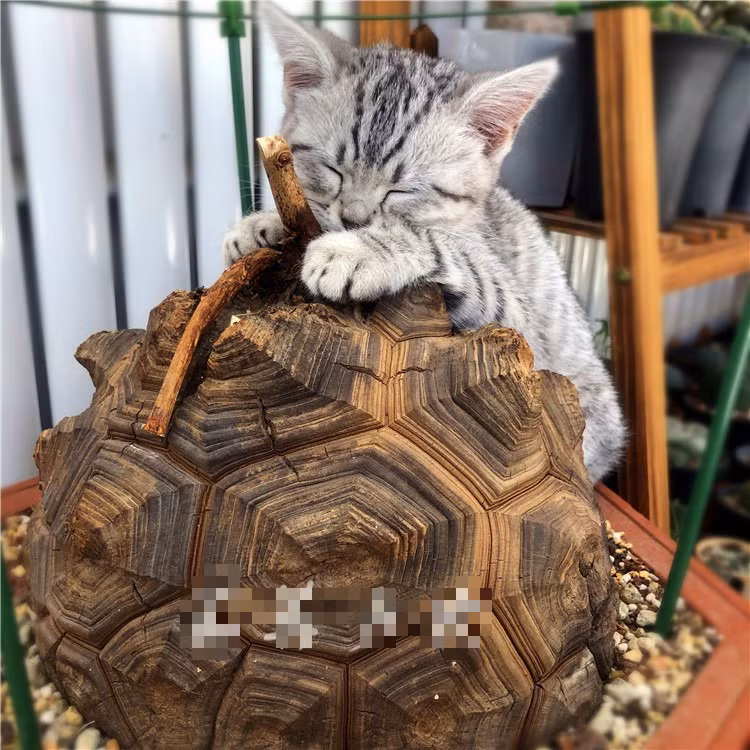 br/> Cây cảnh này là củ lớn, thân gỗ và lộ ra một phần. Củ được bao phủ bởi "làn da" dày giống như chân voi hoặc mai rùa, điều này giải thích cho các tên phổ biến của chúng. Ảnh minh họa Toutiao