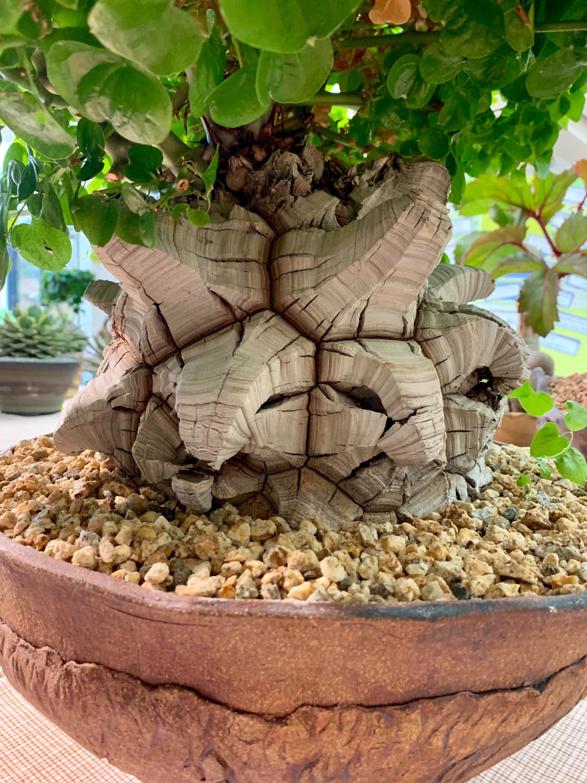  Cây mai rùa là loài mọng nước phát triển chậm, có thể sống hàng thập kỷ nếu được cung cấp điều kiện phát triển lý tưởng. Nó có thể trở thành "vật báu gia truyền" để truyền lại cho các thế hệ con cháu. Cây cảnh này có thể sống tới bảy mươi năm hoặc thậm chí hơn nếu được chăm sóc đúng cách. Ảnh minh họa reddit