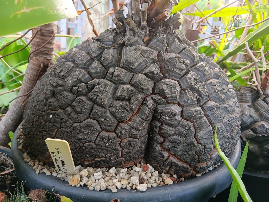 Đây là một trong những loài thực vật có hình dạng độc đáo, kỳ lạ. Sự độc đáo của cây cảnh này không chỉ đến từ hình dáng bên ngoài của cây mà còn đến từ cách nó hoạt động. "Nuôi" chú rùa này trong nhà, bạn chắc chắn sẽ ngạc nhiên về vẻ đẹp và sự kỳ lạ của chúng. Ảnh minh họa reddit