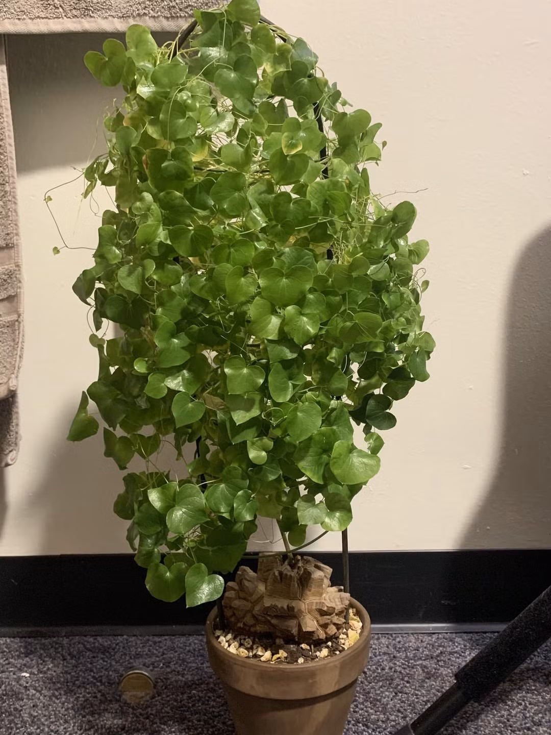 Đặc biệt, ngoài tự nhiên, củ mai rùa có thể đạt đường kính lên tới 1m. Củ hoạt động như một cấu trúc tích trữ nước tích cực, đây là một chức năng thiết yếu cho cây khi phát triển ở khí hậu bản địa Nam Phi. Ảnh minh họa reddit